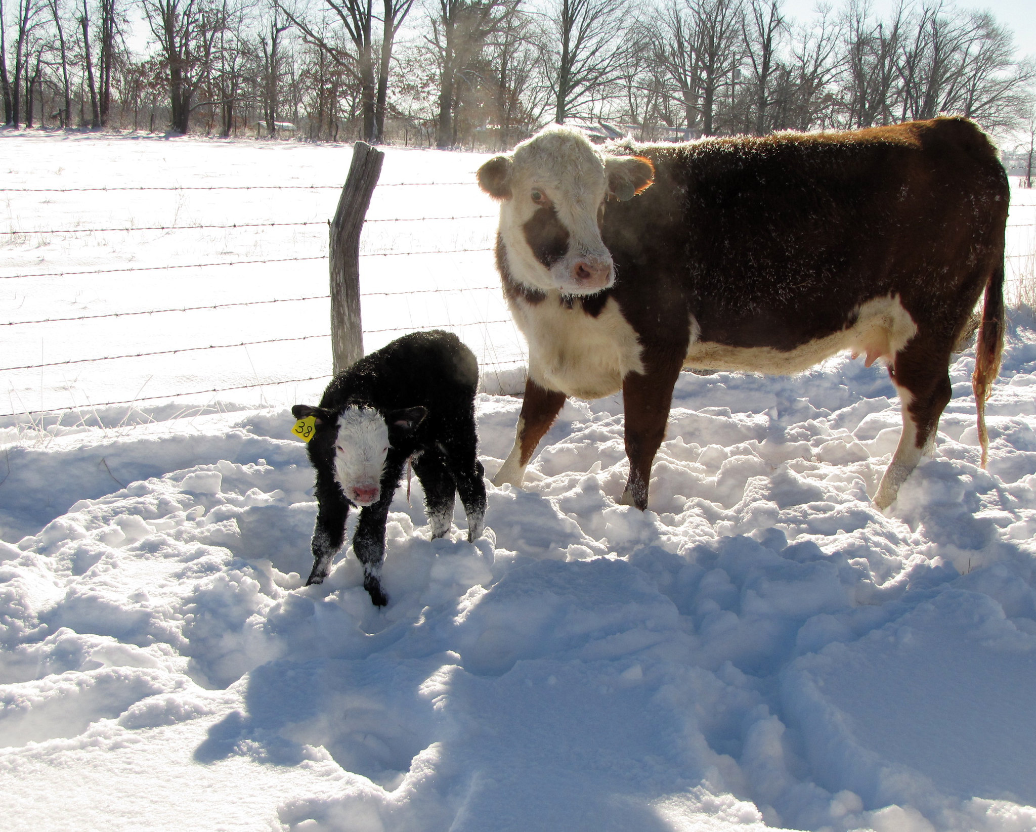 Newborn Calf (Flickr: UACES Comm)