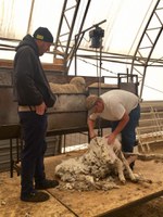 Mike Hagens (left), shearing instructor, guides a participant through the shearing pattern during last year's school. (NDSU Photo)