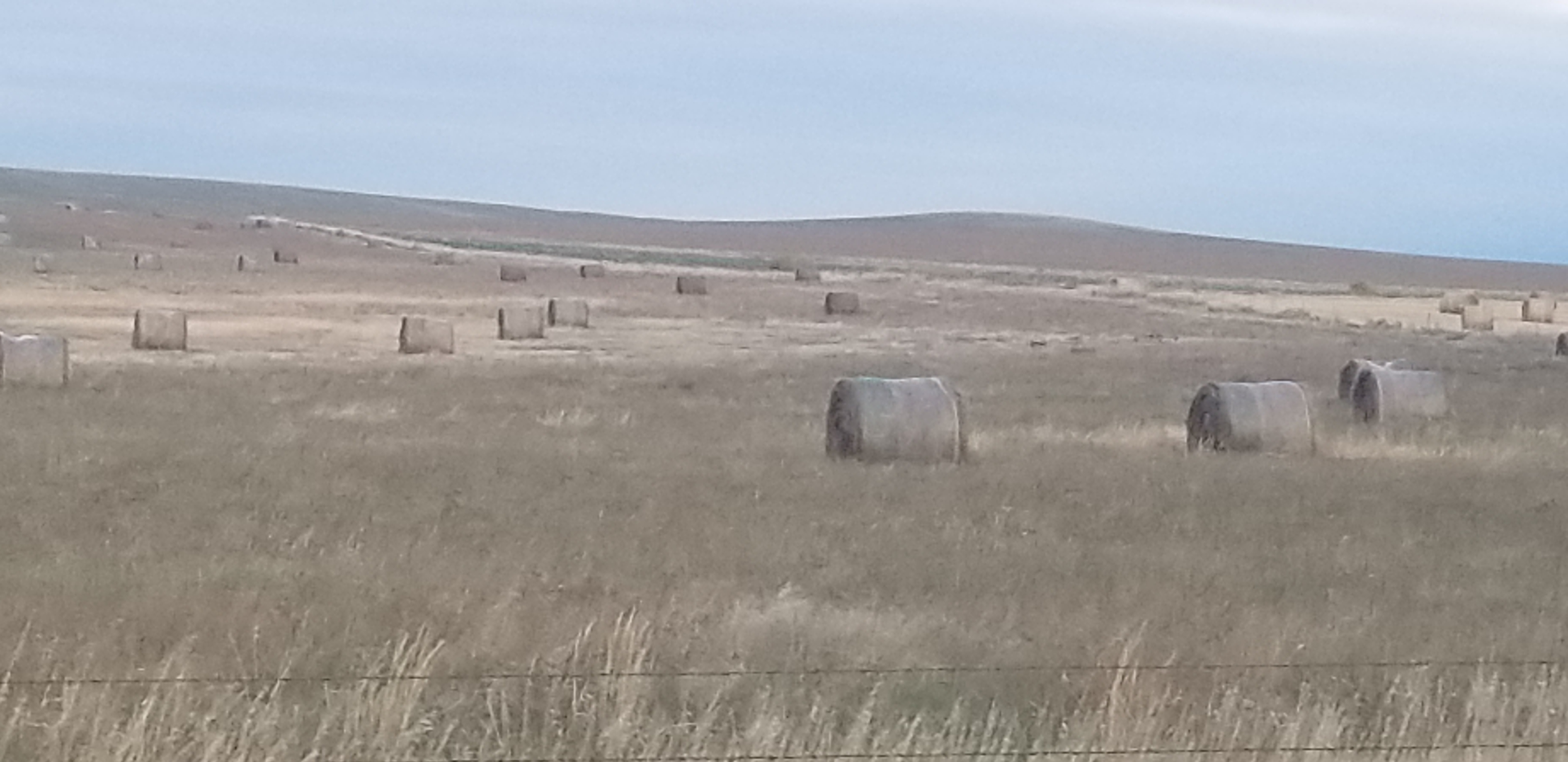 This has been a challenging growing season for producers in North Dakota. (NDSU photo)