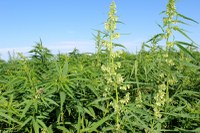 Industrial hemp at the NDSU Langdon Research Extension Center. (NDSU Photo)