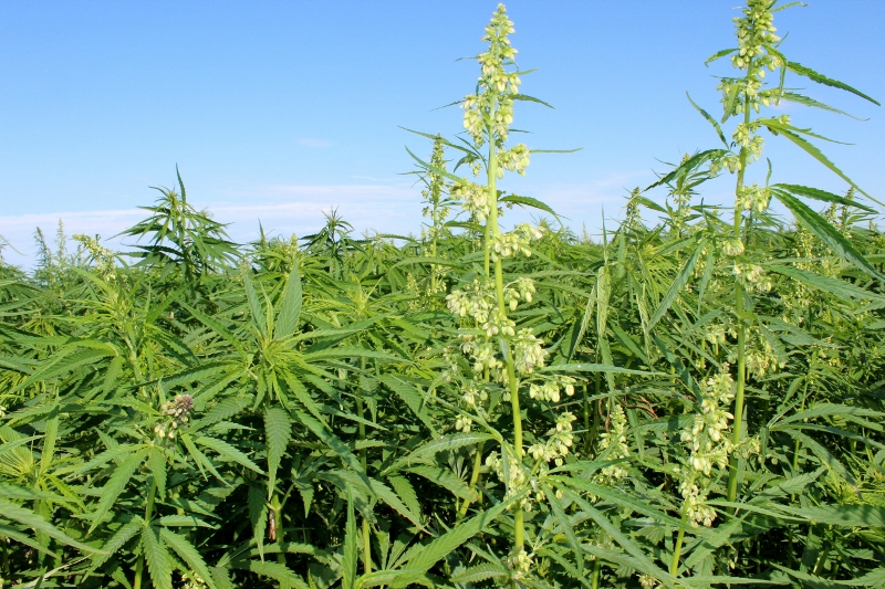 Industrial hemp at the NDSU Langdon Research Extension Center. (NDSU Photo)