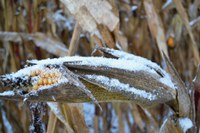 Snow on unharvested corn. (Pixabay Photo)