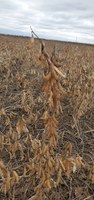 Grazing on unharvested soybeans can pose a health risk to cattle. (NDSU photo)