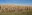 North Dakota's late planting season, combined with cooler temperatures, has left many corn fields unharvestable. (NDSU photo)