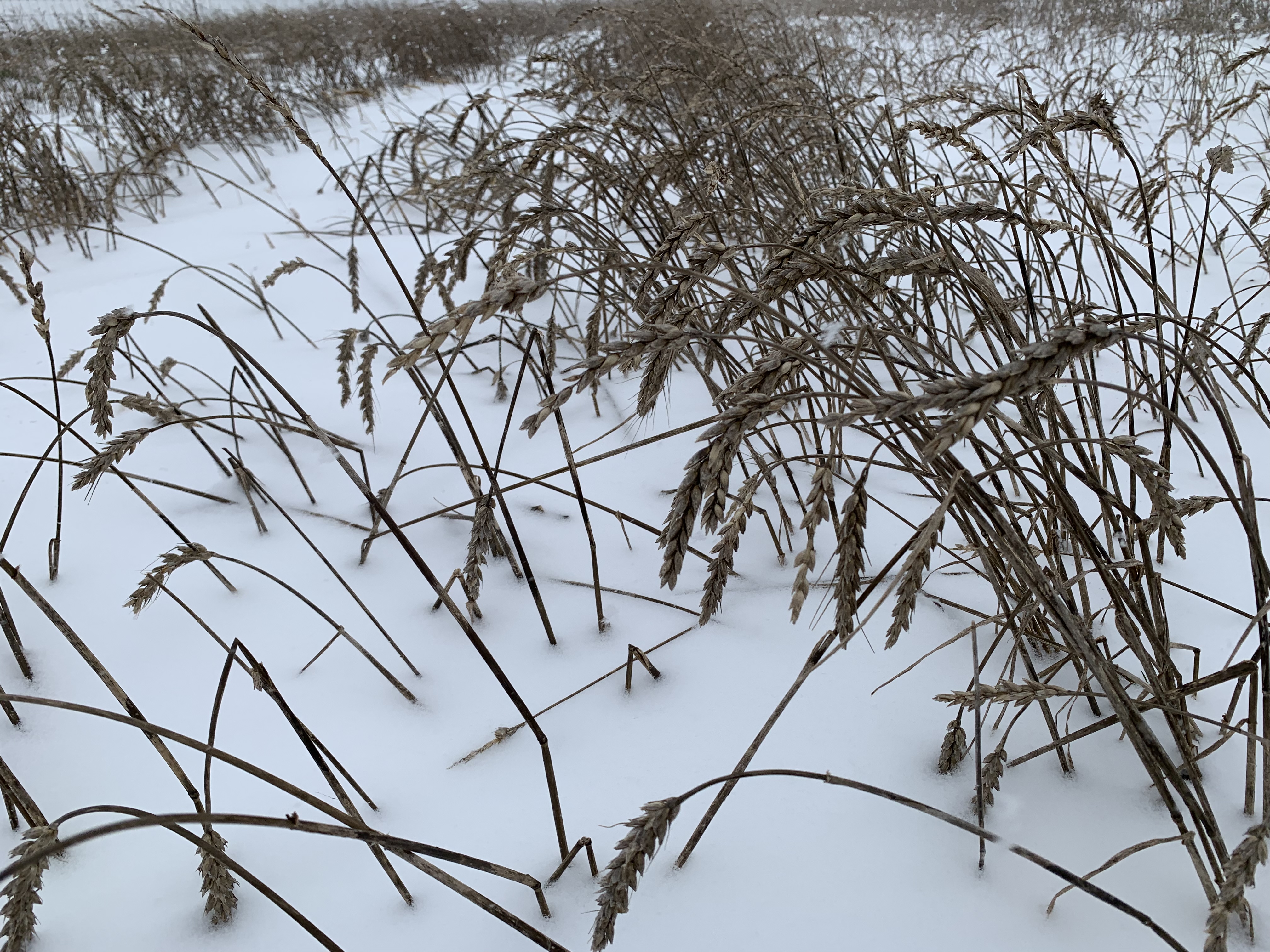 Snow has prevented wheat from being harvested in parts of North Dakota this fall. (NDSU photo)