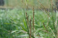 Ergot has developed on this quackgrass. (NDSU photo)