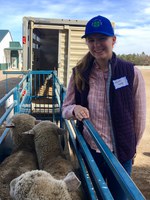 Faith Norby of Killdeer, N.D., picks up her Starter Flock Program sheep. (NDSU photo)