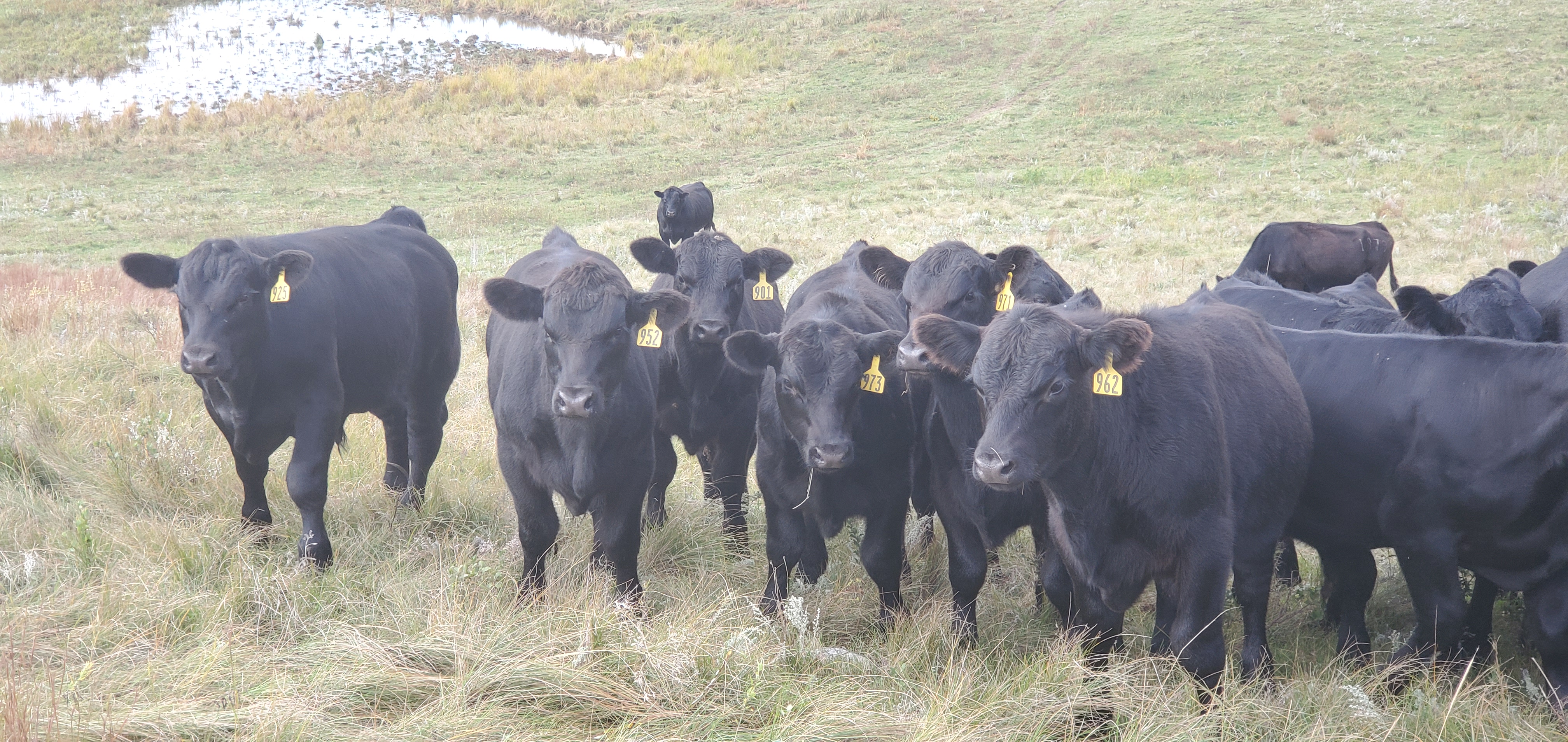 The feedout is an entry‐level way to learn about calf performance and value with three or four calves instead of the entire herd. (NDSU photo)