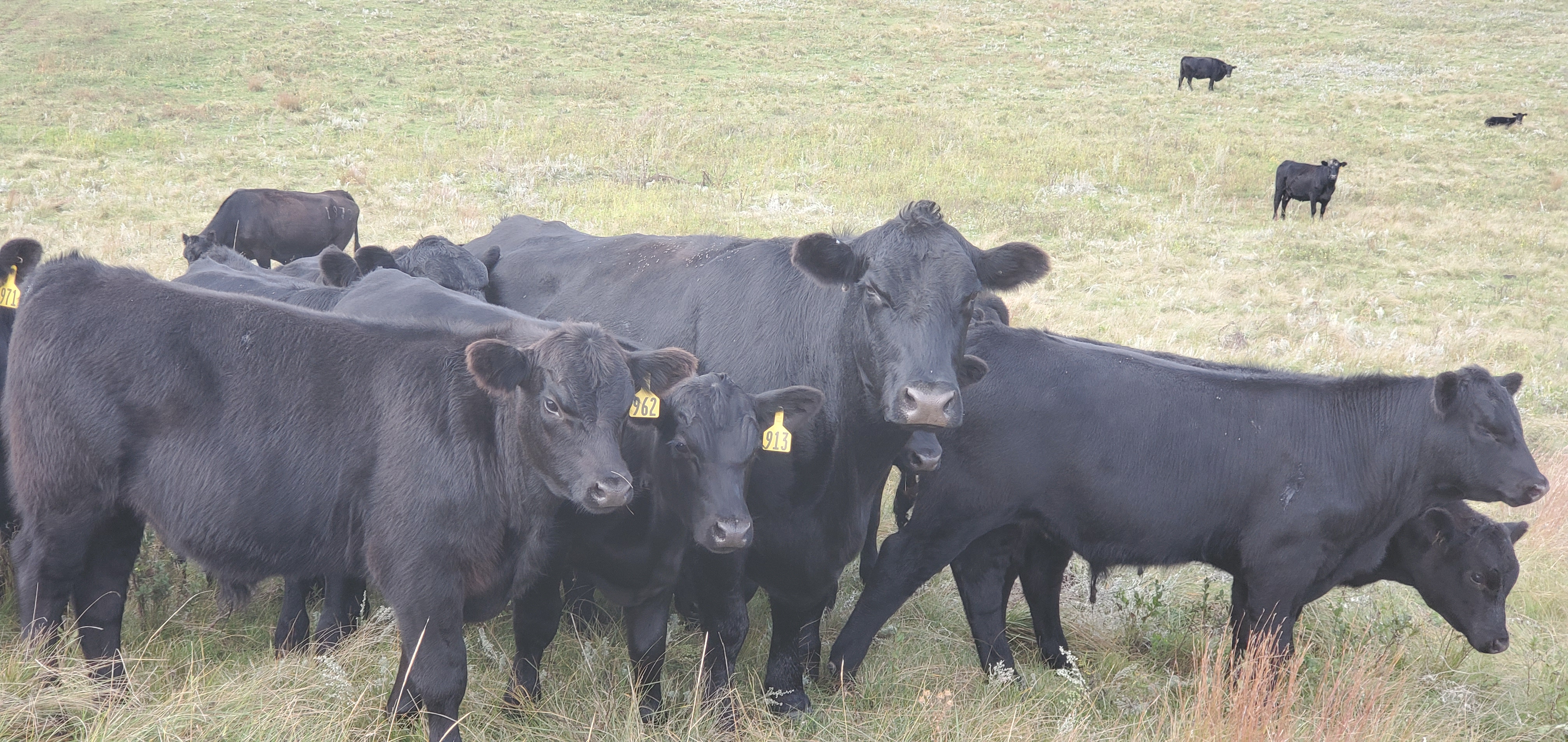 Now is the time for producers to schedule pregnancy checks, assess cows’ body condition score, evaluate bulls and consider disease risks. (NDSU photo)