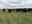 Take toxicity into consideration when evaluating options for fall grazing. (NDSU photo)