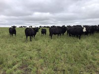 Take toxicity into consideration when evaluating options for fall grazing. (NDSU photo)
