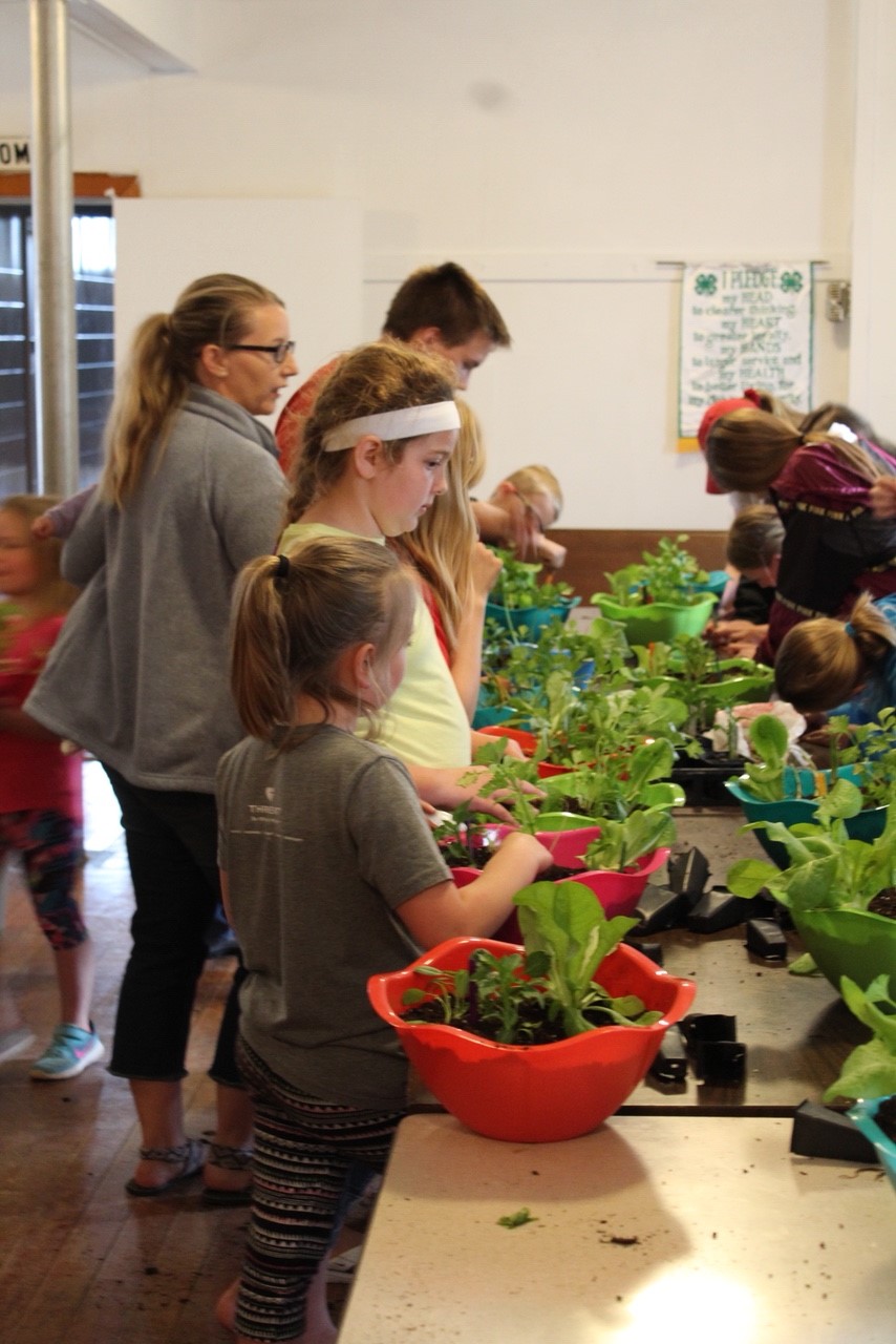 Members of the Busy Butterflies Country Critters 4-H Club in Stutsman County plant salad bowl gardens. (NDSU photo)
