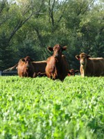 Cattle graze on cover crops. (NDSU photo)