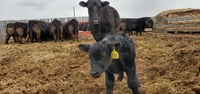 Field peas are very palatable once cattle become accustomed to the grain. (NDSU photo)