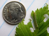 A caterpillar of the fall cankerworm chews on a leaf. (NDSU photo)