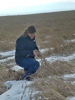 NDSU Extension agriculture and natural resources agent Paige Brummund checks out a Ward County wheat field that couldn’t be harvested because of an early snowfall. (NDSU photo)