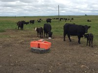 Minerals are a small but critical component of beef cow diets. (NDSU photo)