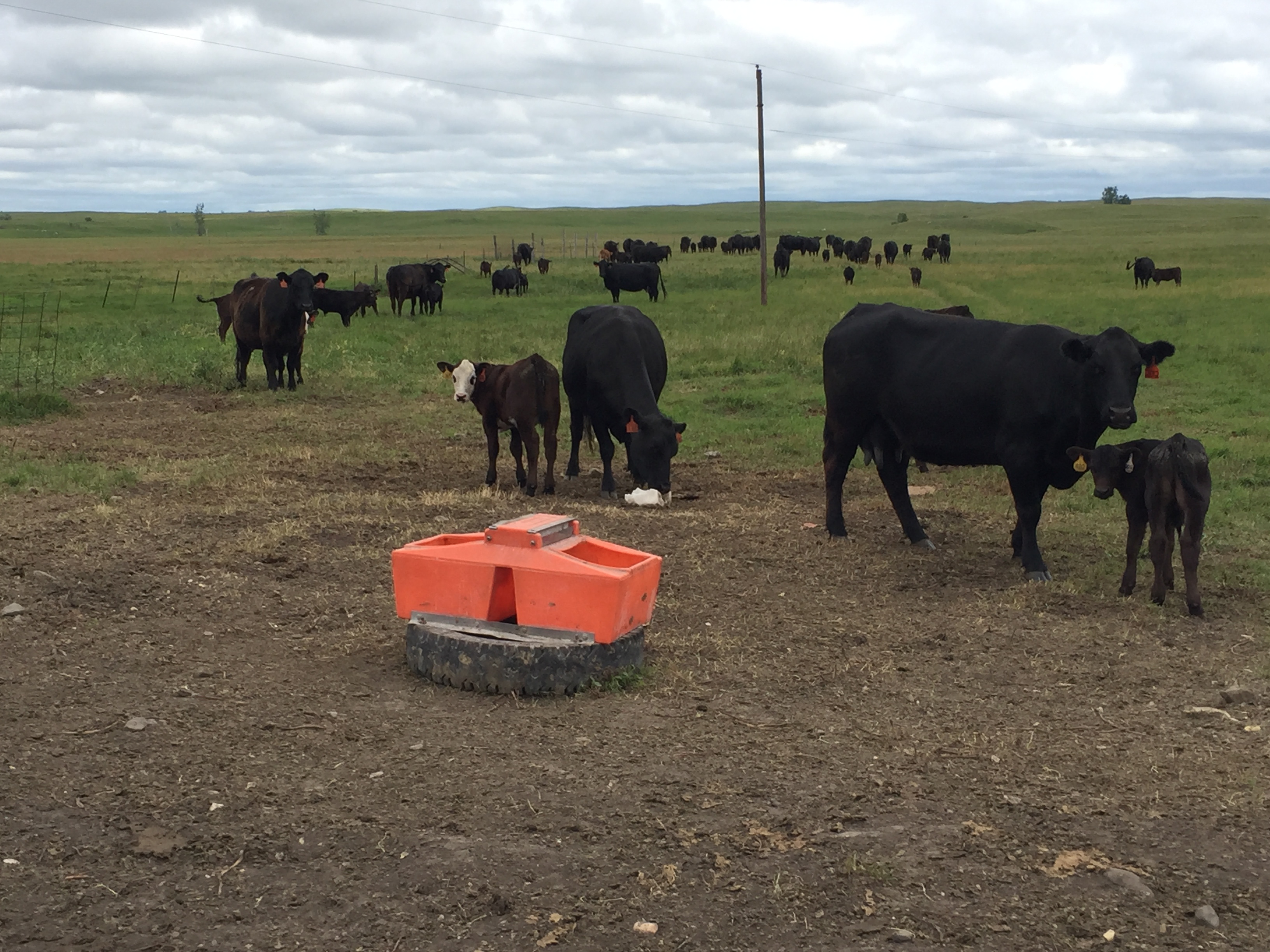 Minerals are a small but critical component of beef cow diets. (NDSU photo)