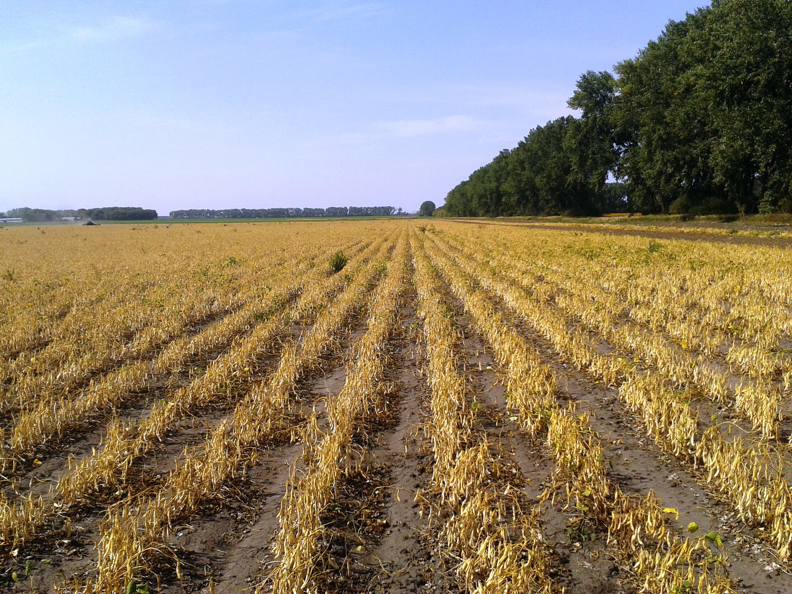 Producers and others involved in agriculture will have an opportunity to learn about the FSA programs still available to them during a webinar series that NDSU Extension and the Farm Service Agency are hosting beginning Wednesday, April 15. (NDSU photo)