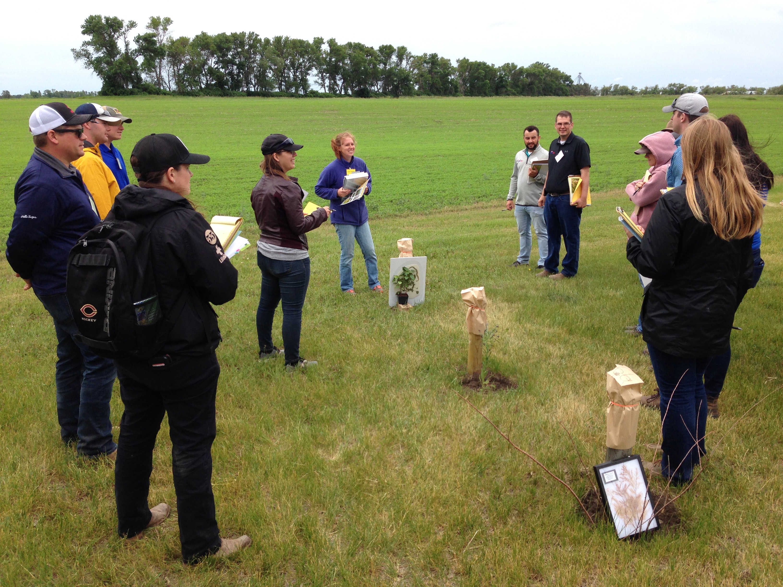 Participants of an NDSU Crop Management Field School learn to identify weeds. (NDSU photo)