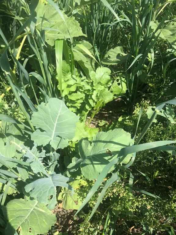 Producers will be able to graze, hay or cut cover crops on prevented-planting acres beginning Sept. 1. (NDSU photo)