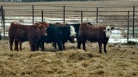 The Coronavirus Food Assistance Program provides assistance to livestock producers as well as producers of crops. (NDSU photo)