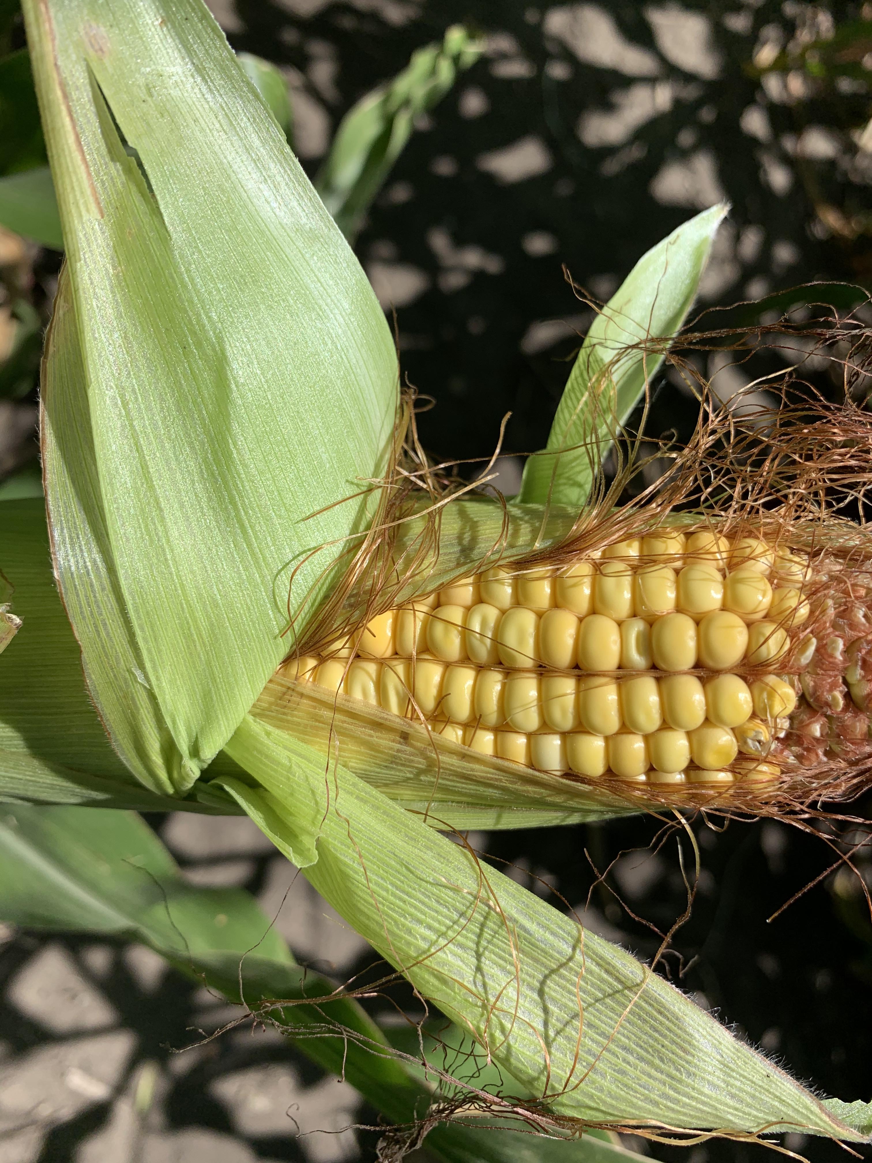 The impact of nitrogen fertilizer rates on corn is one of the topics for the Carrington Research Extension Center's virtual row crop program. (NDSU photo)