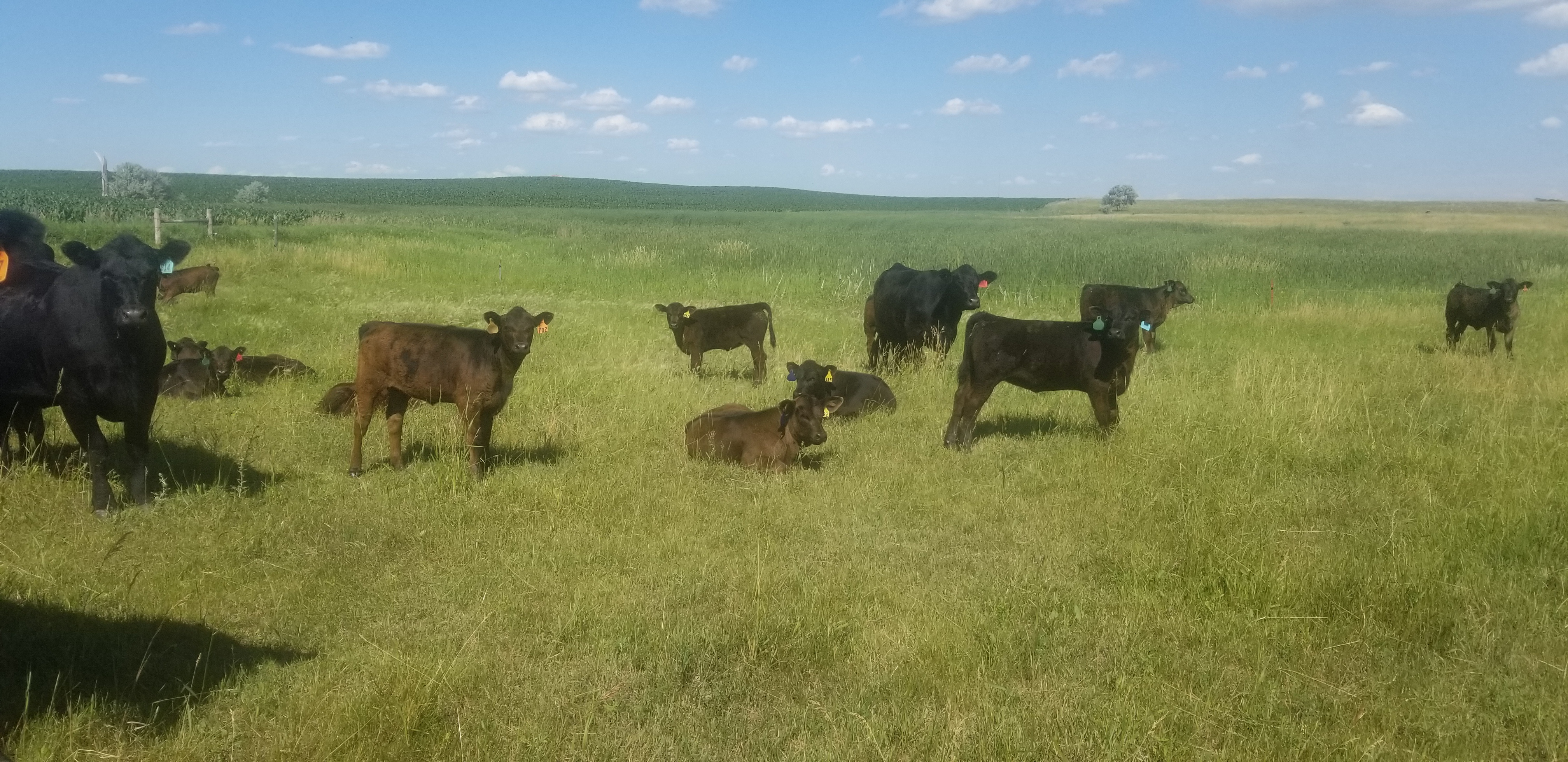 Early weaning can help reduce pressure on native pastures and extend forage supplies for adult beef cows. (NDSU photo)