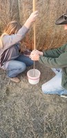 A hay sample is being emptied into a bucket. (NDSU photo)