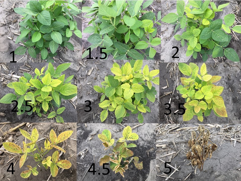 Tests NDSU researchers conducted this summer for iron-deficiency chlorosis show significant differences among soybean varieties. (NDSU photo)