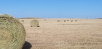 Harvested forages are a critical component of winter feeding programs for many cattle operations. (NDSU photo)