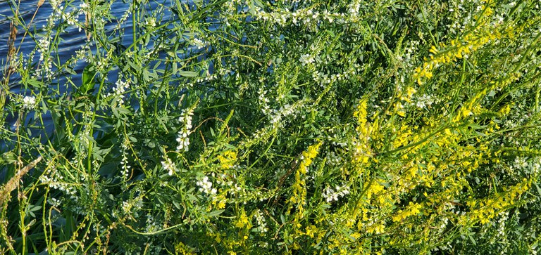 Sweetclover is easy to recognize by its yellow or white flowers. (NDSU photo)