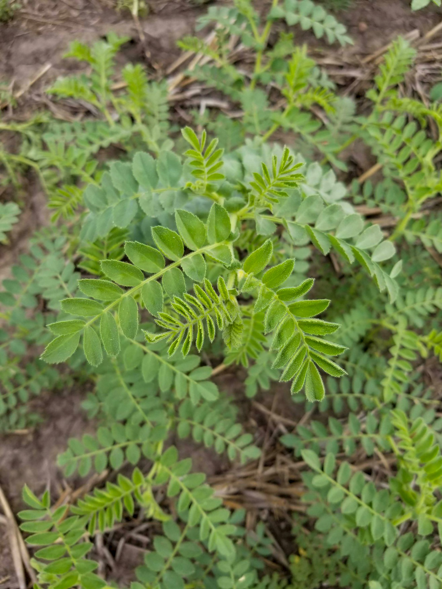 ND Crown chickpeas (NDSU photo)