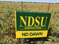 ND Dawn field peas (NDSU photo)