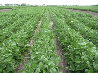 ND Dickey soybeans (NDSU photo)