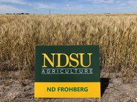 ND Frohberg hard red spring wheat (NDSU photo)