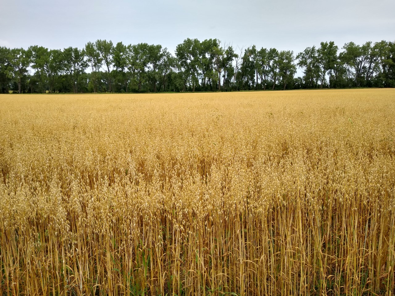 ND Heart oats (NDSU photo)