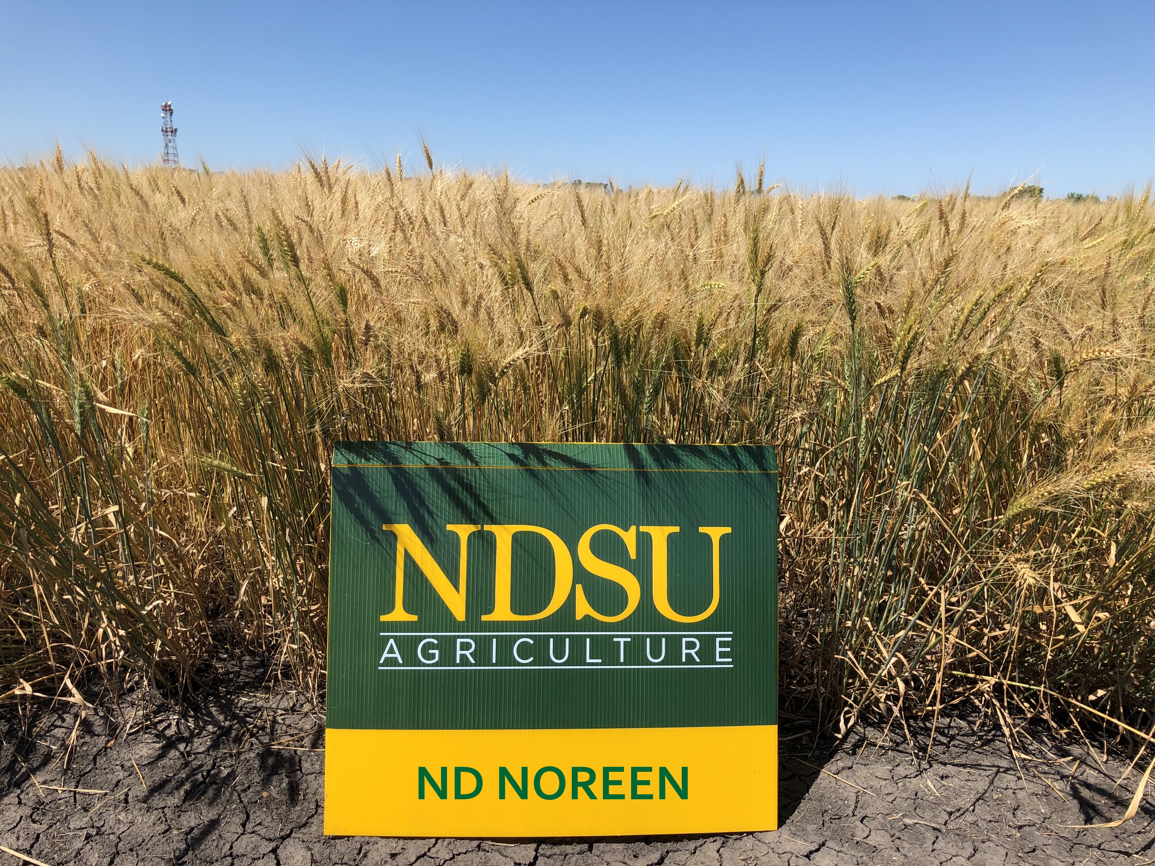 ND Noreen hard red winter wheat (NDSU photo)