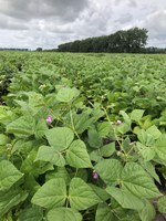 ND Twilight black beans (NDSU photo)