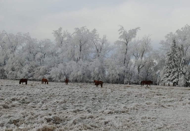 Horses use a living windbreak for protection from winter wind. Windbreaks are an important part of facilities management.  (NDSU photo)