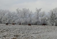 Horses use a living windbreak for protection from winter wind. Windbreaks are an important part of facilities management.  (NDSU photo)