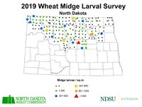 2019 Wheat Midge Larval Survey - Midge Per Square Meter (NDSU photo)