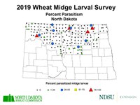 2019 Wheat Midge Larval Survey - Percent Parasitism (NDSU photo)