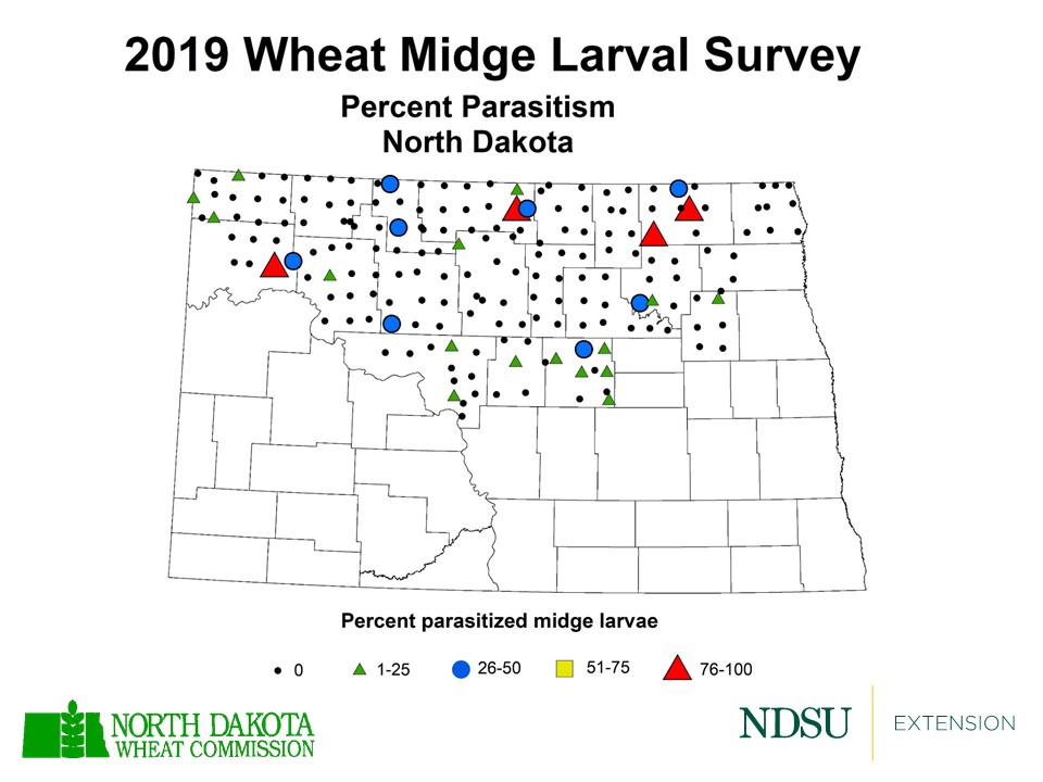 2019 Wheat Midge Larval Survey - Percent Parasitism (NDSU photo)