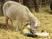 A ewe is taking care of her newborn twin lambs as producers watch. (NDSU photo)