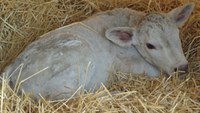 This newborn calving is resting on fresh straw bedding. (NDSU photo)