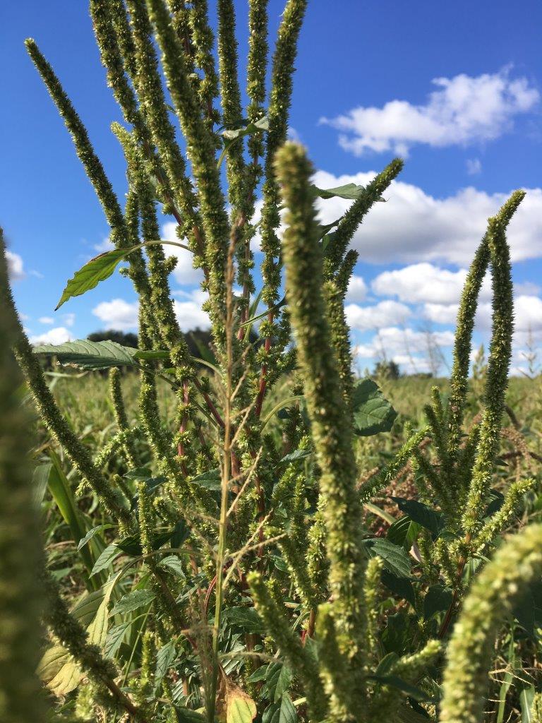 Palmer amaranth plants can reach 6 to 8 feet tall, and a single plant can produce up to 1 million seeds. (NDSU photo)