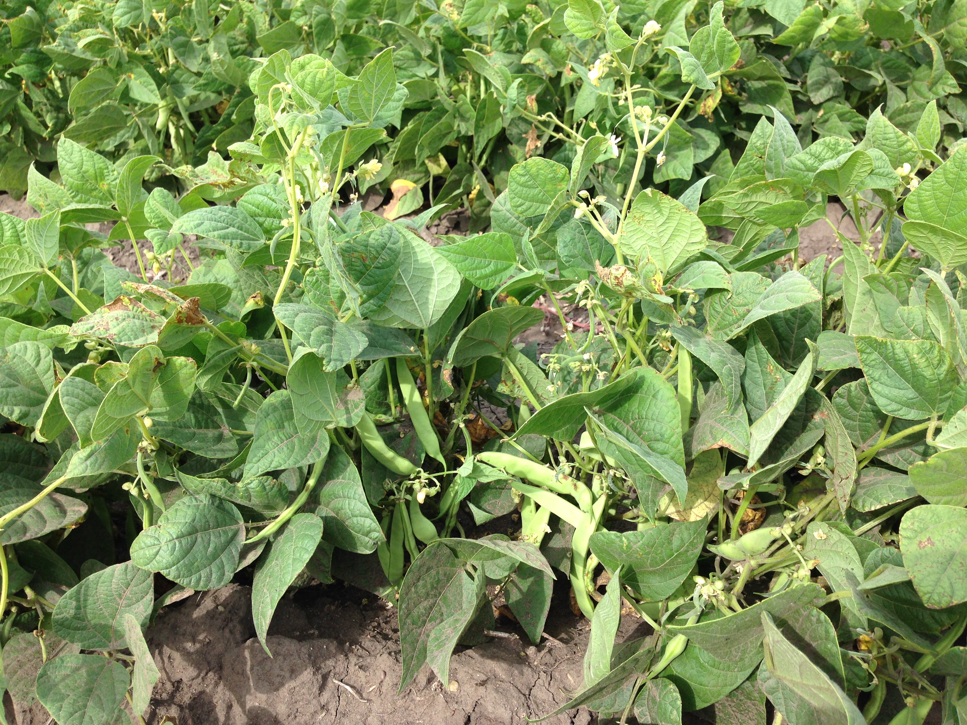 Dry Bean plant (NDSU photo)