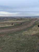 This is the unsuccessful reclamation of a grass seeding following pipeline installation. (NDSU photo)