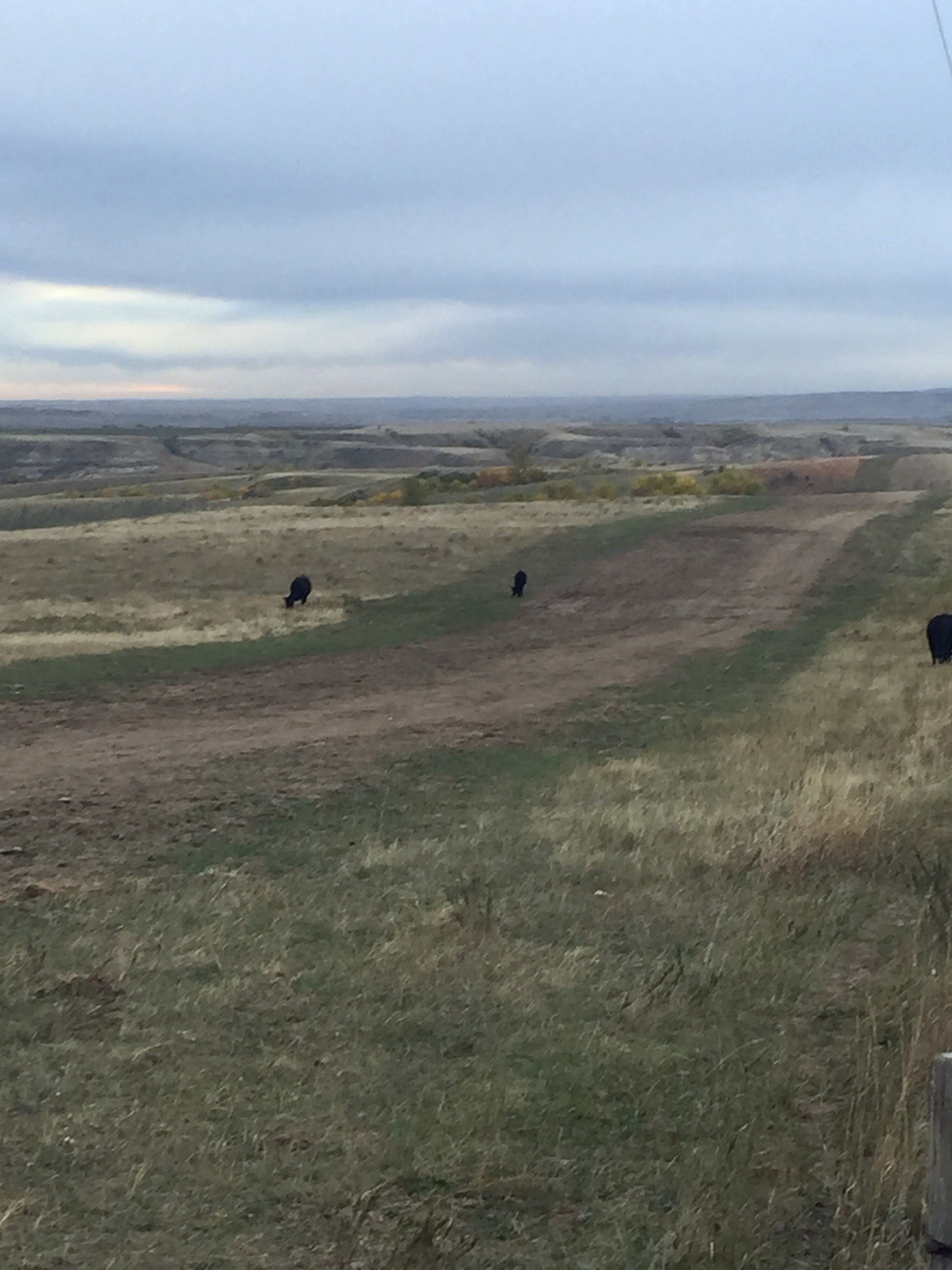 This is the unsuccessful reclamation of a grass seeding following pipeline installation. (NDSU photo)